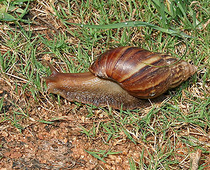 300px-Giant_African_Land_Snail_(Achatina_fulica)_in_Hyderabad,_AP_W_IMG_0596