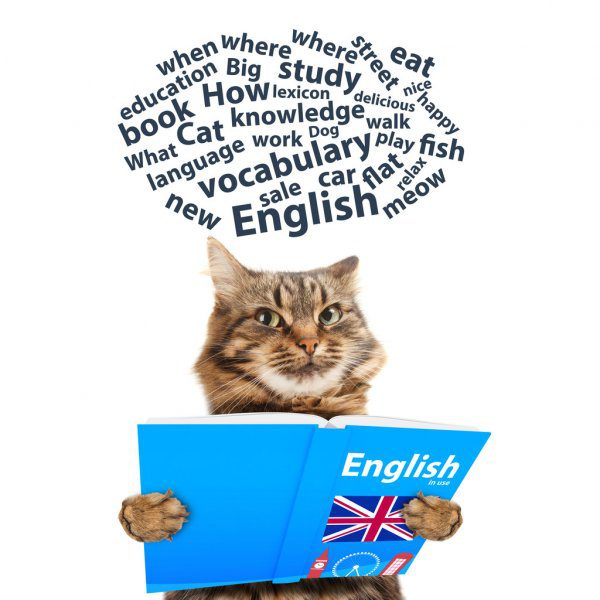 depositphotos_79947924-stock-photo-funny-cat-is-learning-english